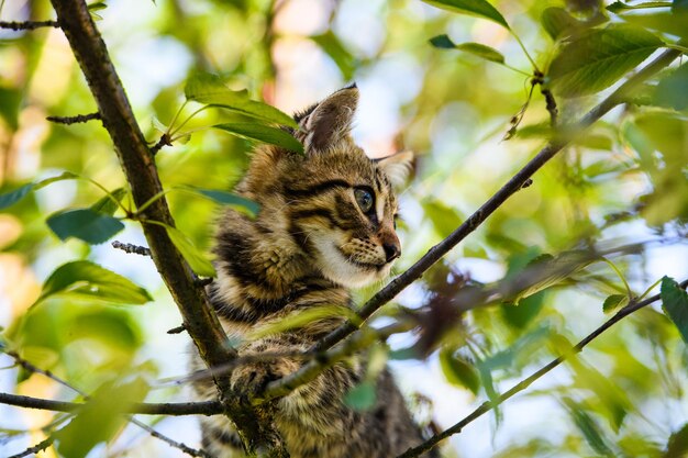 Foto un gatito lindo en un árbol