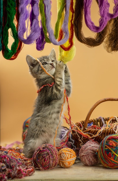 Gatito lindo y juguetón masticando una bola de hilos Gato jugando con una bola de hilo en varios colores