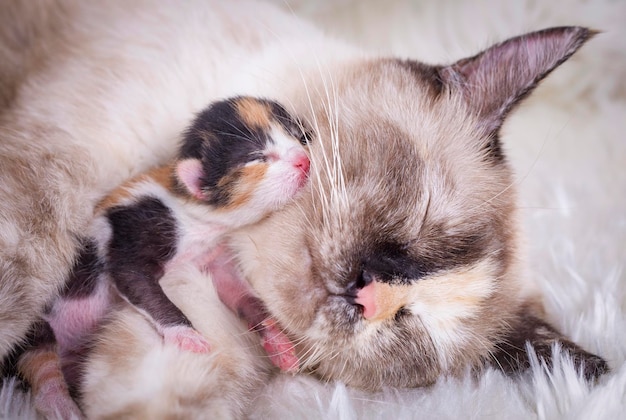 Un gatito lindo y su madre