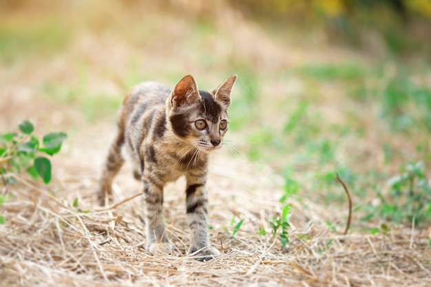 Gatito lindo Tailandia en la hierba del jardín bajo luz del sol.