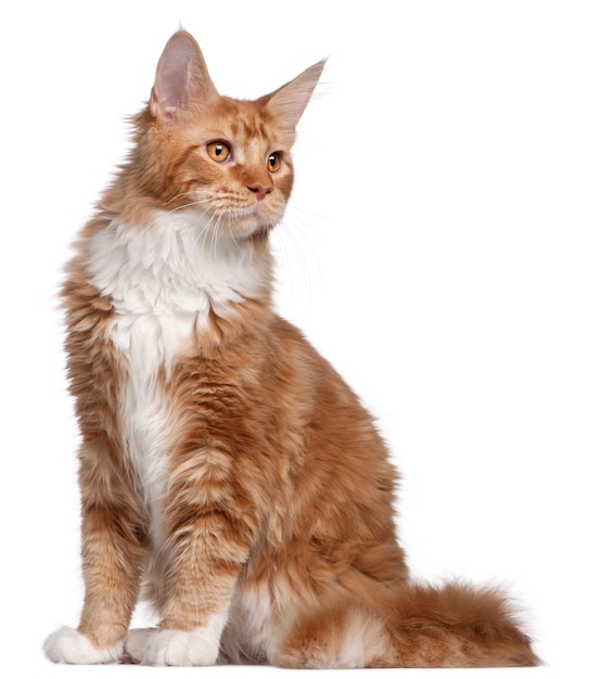 Gatito Maine Coon, 7 meses de edad,