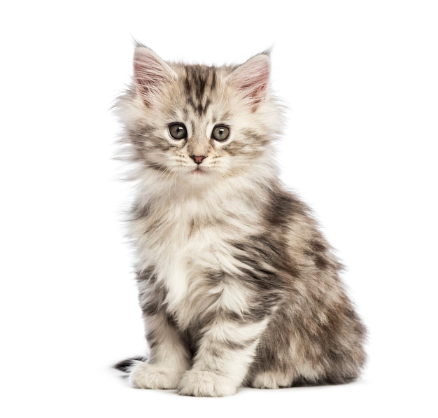 Gatito maine coon, 8 semanas de edad, delante de un fondo blanco