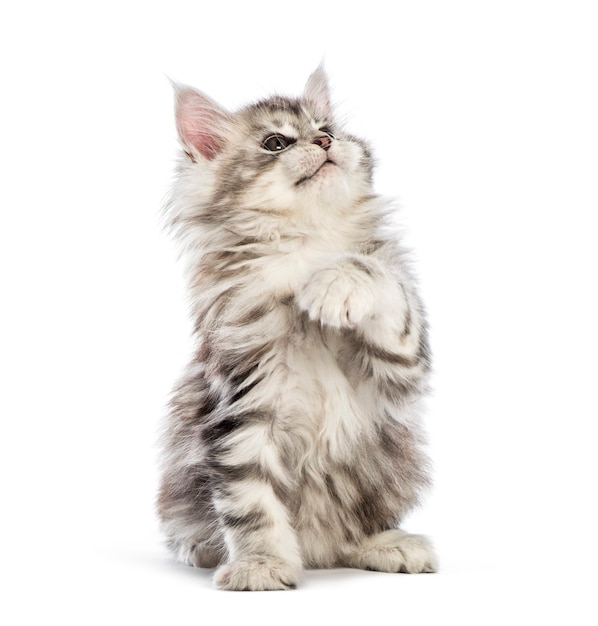 Gatito maine coon, 8 semanas de edad, delante de un fondo blanco