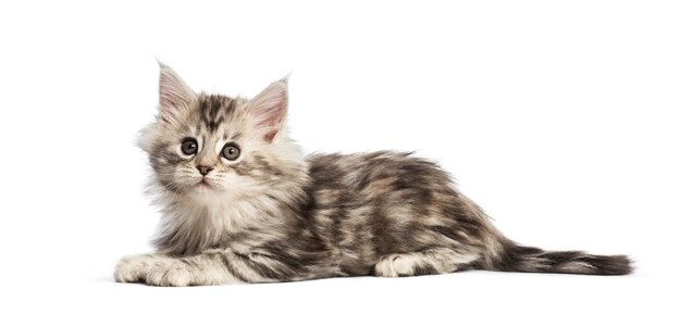 Gatito maine coon, 8 semanas de edad, delante de un fondo blanco