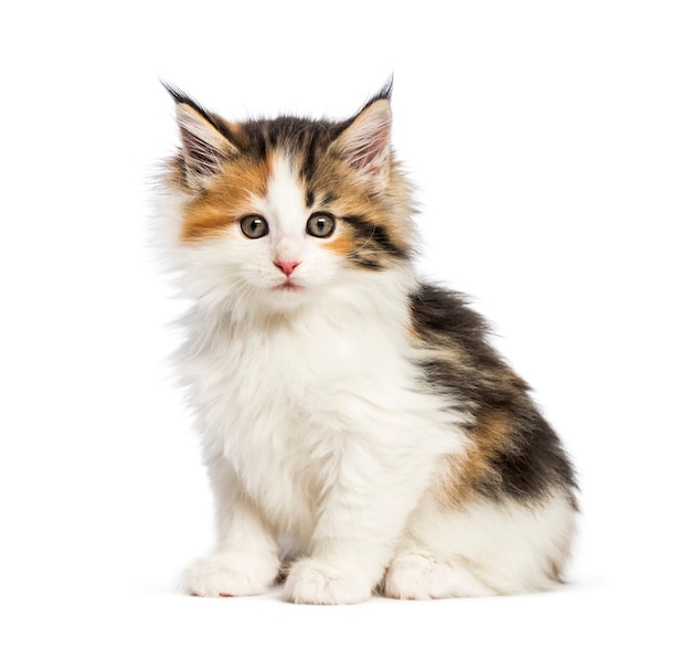 Gatito maine coon, 8 semanas de edad, delante de un fondo blanco