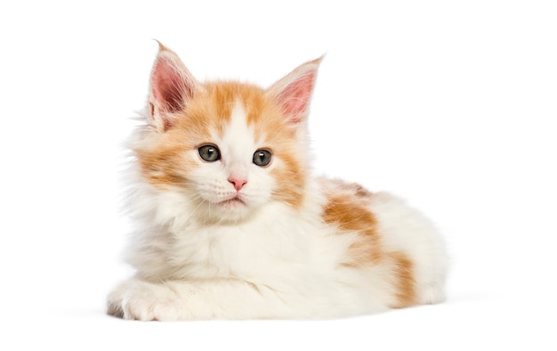 Gatito maine coon, 8 semanas de edad, delante de un fondo blanco