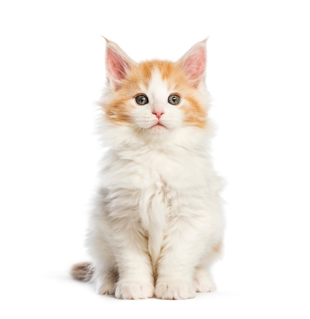 Gatito maine coon, 8 semanas de edad, delante de un fondo blanco