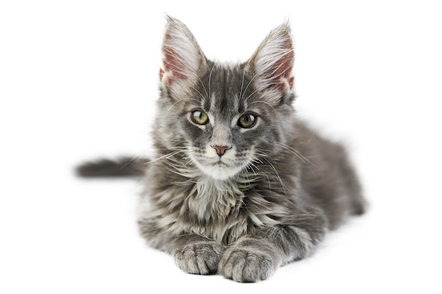 Gatito de maine coon, aislado. Lindo gato maine-coon. Pequeño gato gracioso de pura raza, color gris