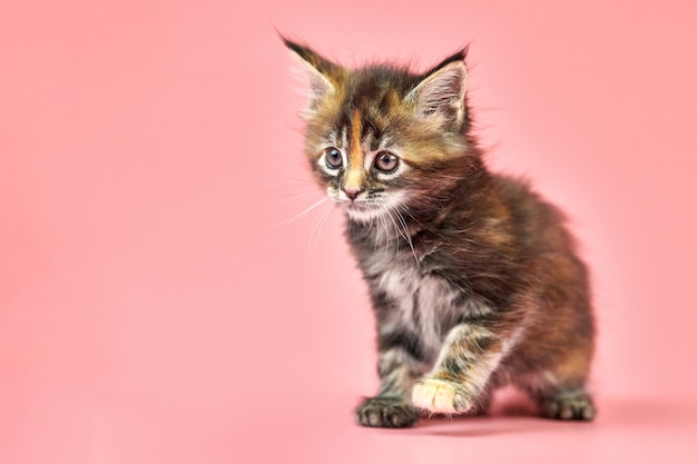 Gatito de maine coon aislado en rosa