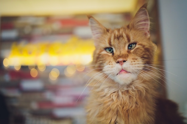 Gatito de maine coon atigrado rojo. Gatito naranja tendido en la casa del gato.