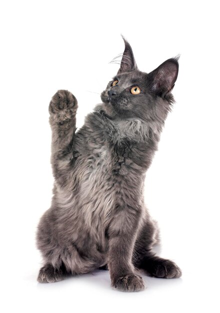 gatito de Maine Coon frente a un fondo blanco