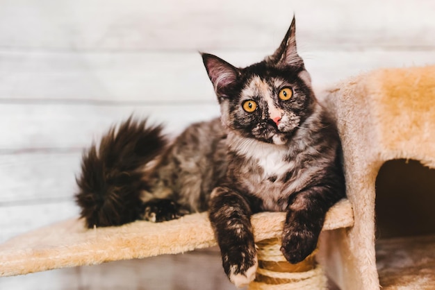 Gatito Maine Coon Gris