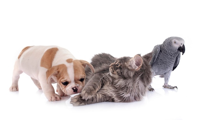 Foto el gatito de maine coon, el loro y el bulldog francés.