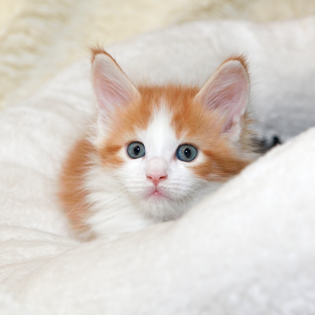 Gatito Maine Coon pelirrojo joven