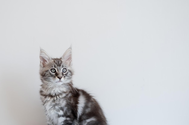 Gatito Maine Coon sobre un fondo beige El gato pedigrí es una mascota