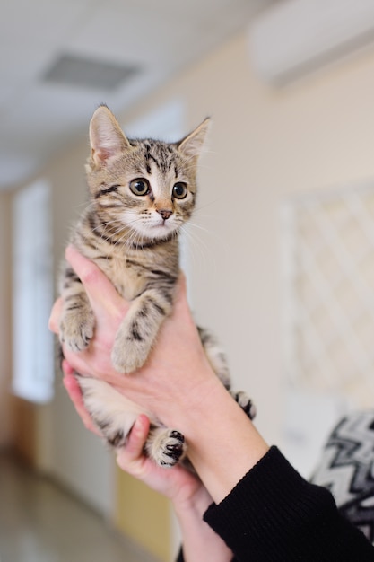 Gatito en manos del dueño en una clínica veterinaria