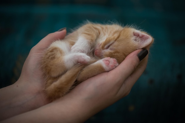 Gatito en manos humanas