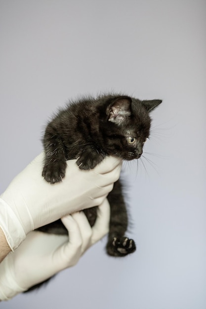 Foto gatito en manos de un veterinario clínica veterinaria de tratamiento de mascotas concepto