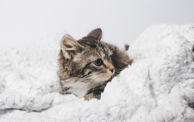 un gatito y una manta sobre un fondo blanco