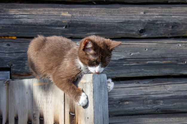 Un gatito marrón está sentado en la puerta de madera de una casa de madera en la calle. Un gatito llamado Busia. El gatito está siendo jugado