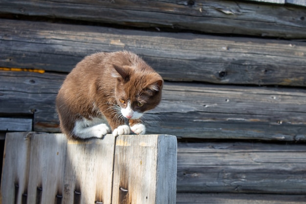 Un gatito marrón está sentado en la puerta de madera de una casa de madera en la calle. Un gatito llamado Busia. El gatito está siendo jugado