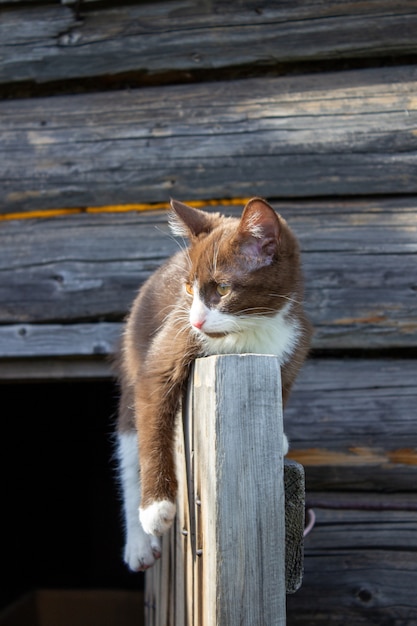 Un gatito marrón está sentado en la puerta de madera de una casa de madera en la calle. Un gatito llamado Busia. El gatito está siendo jugado