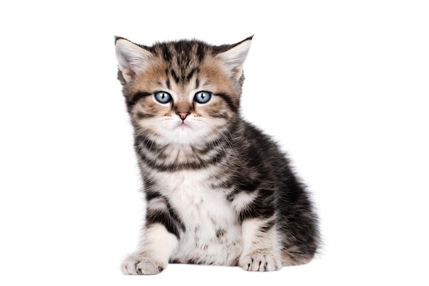 Gatito marrón recto escocés con ojos azules se sienta y se ve directamente aislado