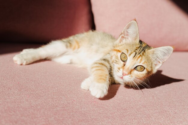 Gatito mestizo yace en el sofá de un apartamento