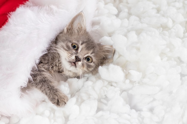 Gatito mira a la cámara con lugar para texto en la nieve