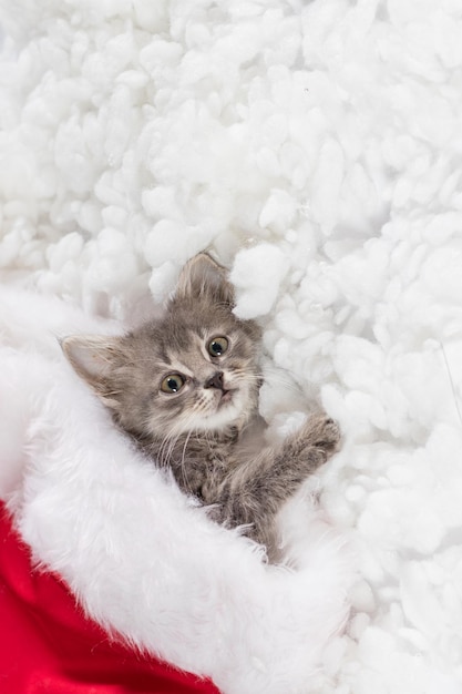 Gatito mira a la cámara con lugar para texto