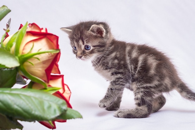 Gatito mira de cerca el ramo de rosas rojas