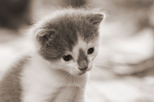 Gatito con una mirada linda