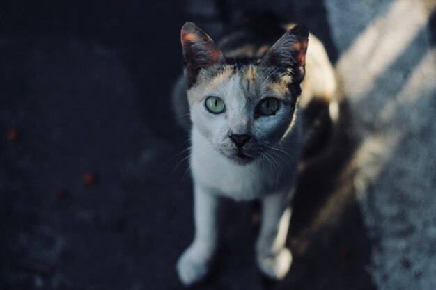 un gatito mirando al dueño por la comida