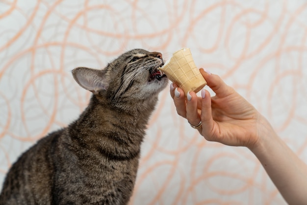 El gatito muerde el helado en una taza de gofre que le ofrece la anfitriona