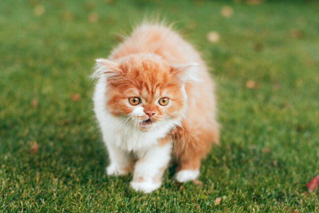 Gatito mullido enojado del jengibre en la hierba verde en el jardín.