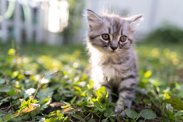 Gatito mullido en la hierba