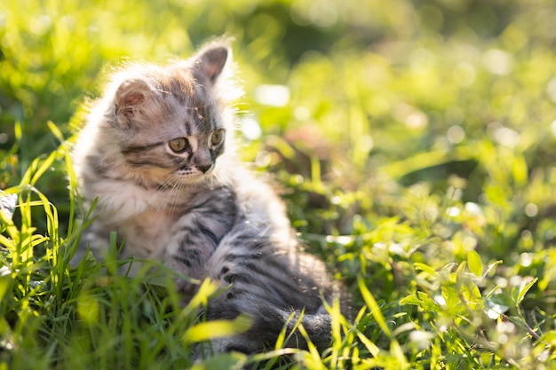 Gatito mullido en la hierba