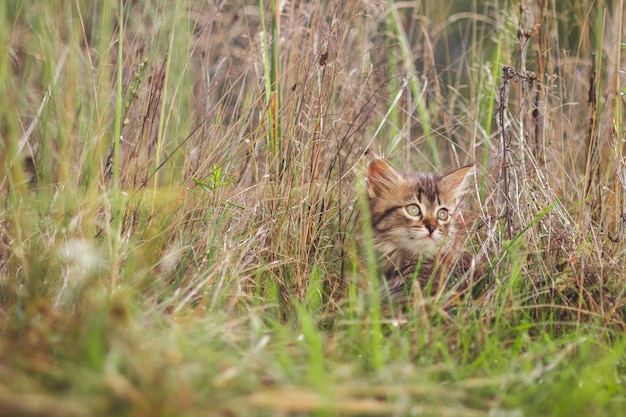 Gatito mullido solo en la hierba en verano