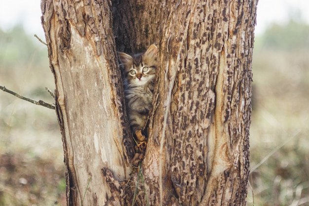 Gatito mullido solo en el hueco de un árbol en verano