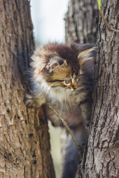 Gatito mullido solo en el hueco de un árbol en verano