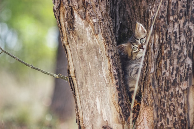 Gatito mullido solo en el hueco de un árbol en verano