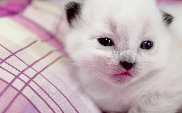 Foto un gatito con una nariz rosa y una manta de rayas púrpuras y blancas