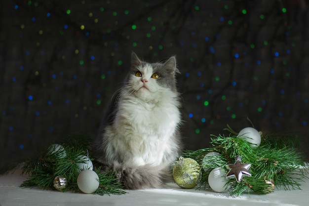 Gatito de Navidad con decoración navideña