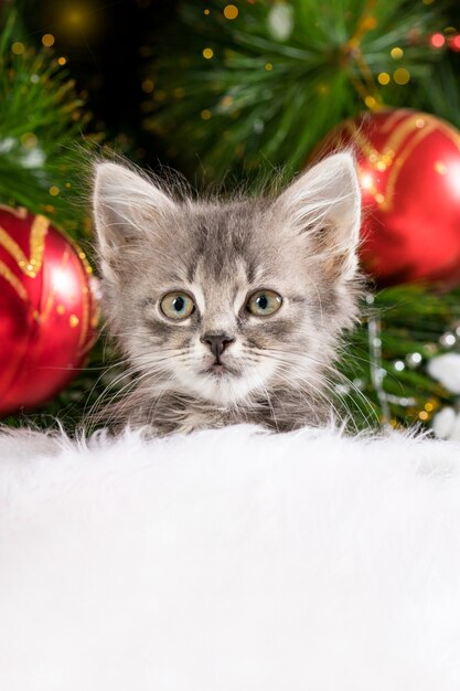 Gatito de Navidad mira a la cámara con lugar para texto.