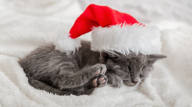 Gatito de Navidad con sombrero de santa claus durmiendo acurrucado sobre un suave plaid blanco esponjoso. Retrato de gato británico gris de Navidad con patas rosadas. Gato de gatito de año nuevo durmiendo. Sueño de sueño acogedor. Banner web largo.