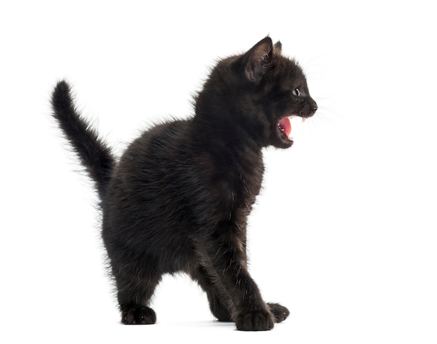 Gatito negro agresivo delante de una pared blanca