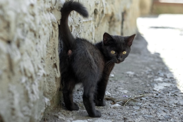 Gatito negro con la cola levantada cerca de la pared de la casa