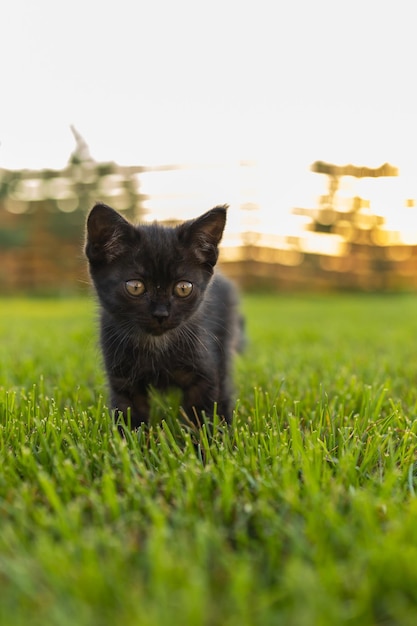 Gatito negro curiosamente al aire libre en el concepto de mascota de hierba y gato doméstico