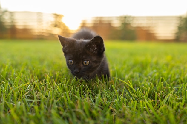 Gatito negro curiosamente al aire libre en el espacio de copia del concepto de mascota y gato doméstico de hierba y lugar para