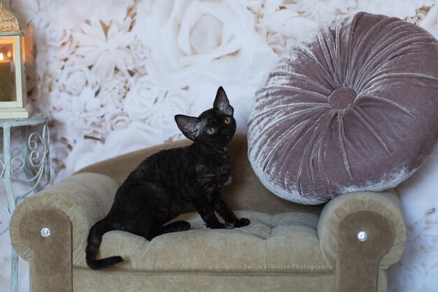 Gatito negro Devonrex sentado en el sofá